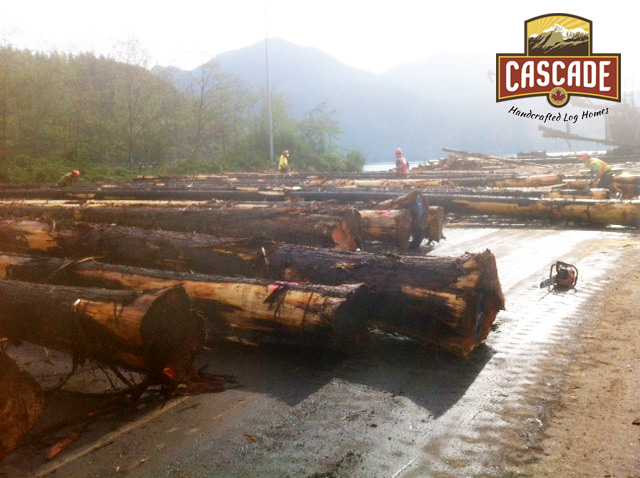 Sorting Logs - Vancouver Island Early Morning