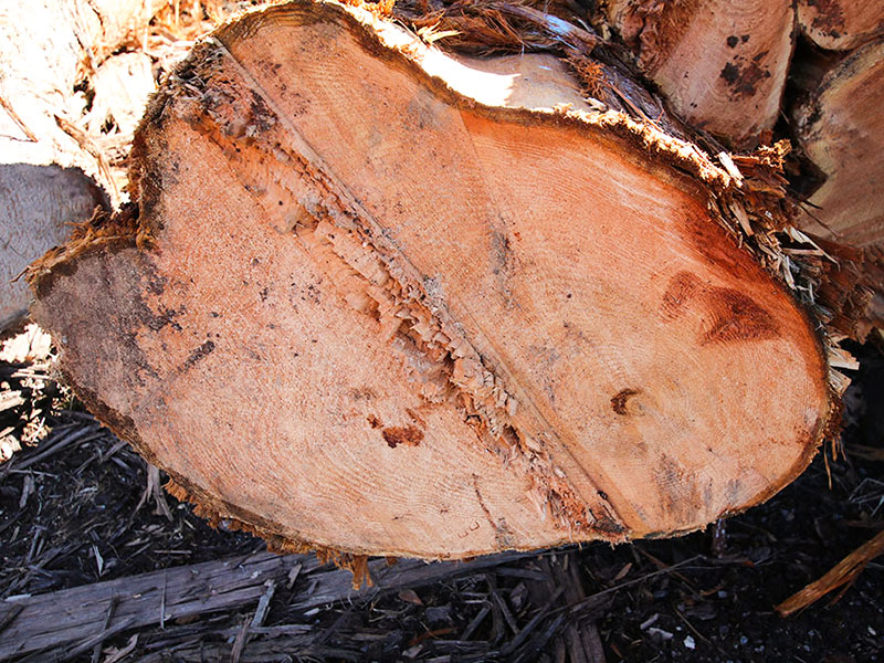 Interesting Facts - Tree Rings