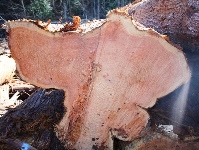 Interesting Facts - Tree Rings