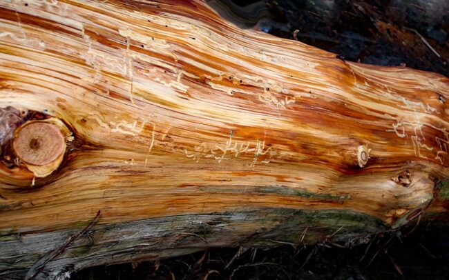 Cascade Handcrafted Log Homes – Boring Bugs Cascade Handcrafted Log Homes - Boring Bugs