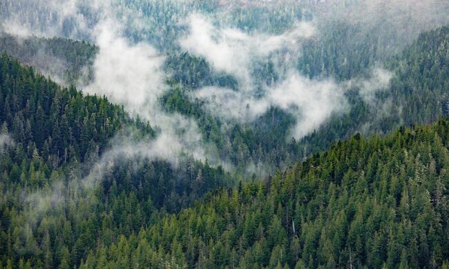 Cascade Handcrafted - The-Sustainability of BC Forests