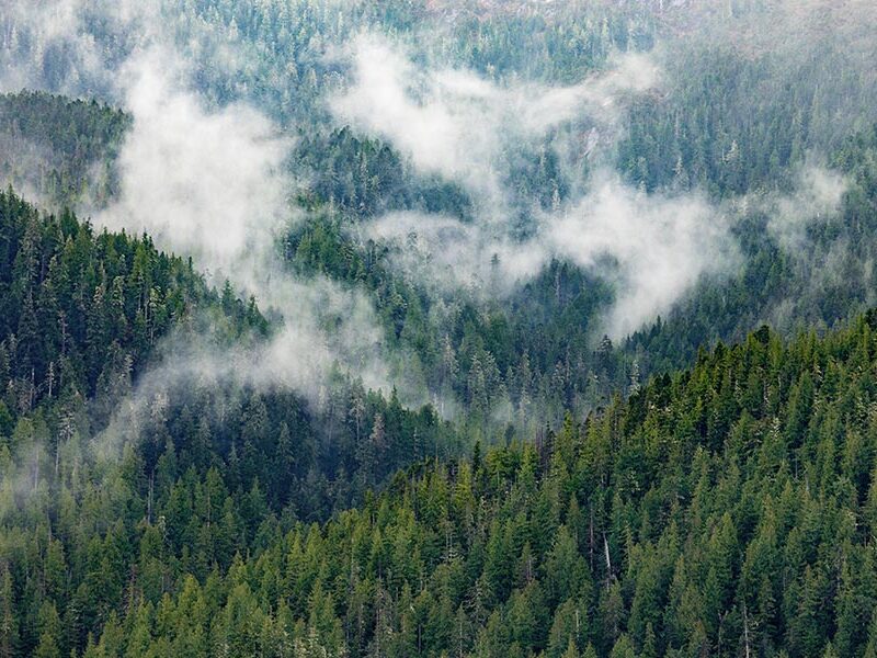 Cascade Handcrafted - The-Sustainability of BC Forests