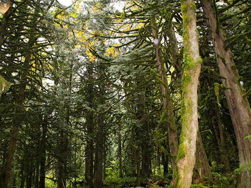 Cascade Handcrafted - Sustainability of BC Forests