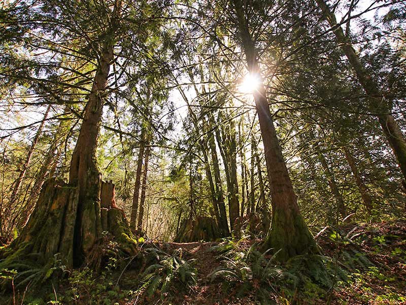 Cascade Handcrafted - Sustainability of BC Forests