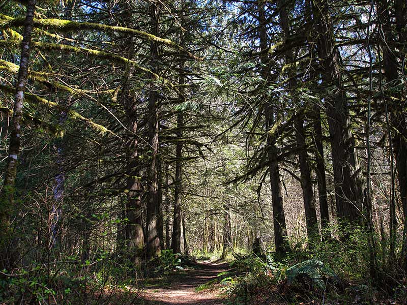 Cascade Handcrafted - Sustainability of BC Forests