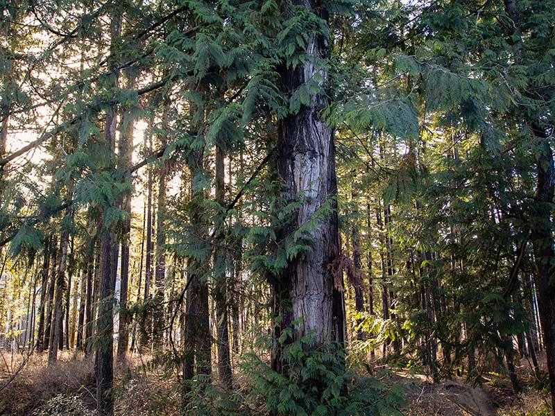 Cascade Handcrafted - Sustainability of BC Forests