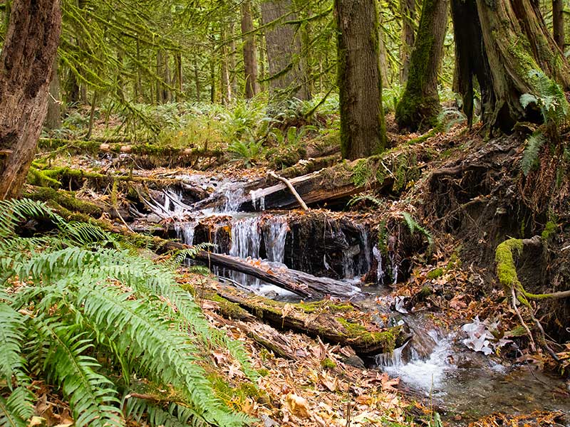 Cascade Handcrafted - Sustainability of BC Forests
