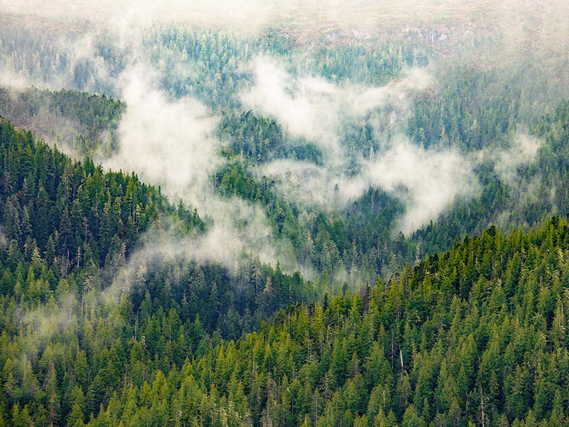 Cascade Handcrafted - Sustainability of BC Forests