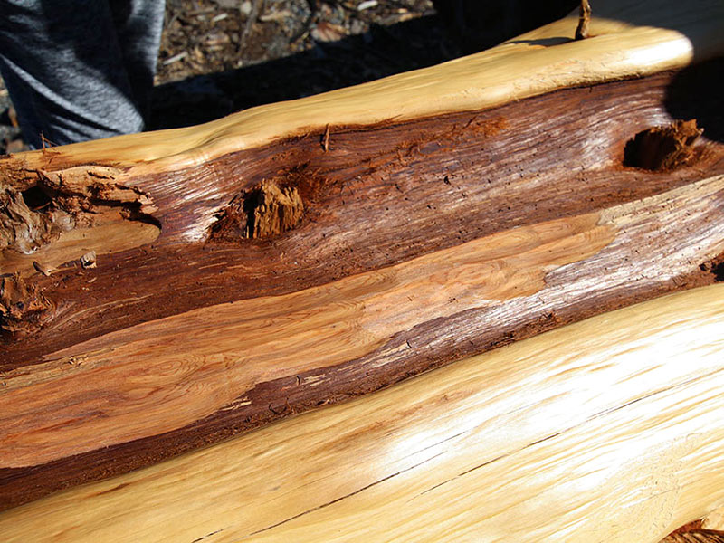 Cascade Handcrafted – Western Red Cedar – Lightning Swirls Cascade Handcrafted - Western Red Cedar - Lightning Swirls