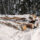 Selective Winter Harvest of Logs
