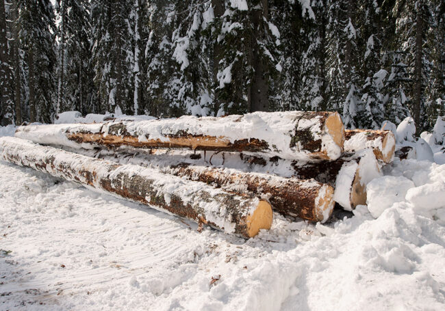 Selective Winter Harvest of Logs