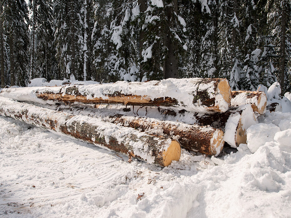 Selective Winter Harvest of Logs