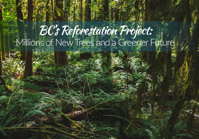 BC Reforestation Project