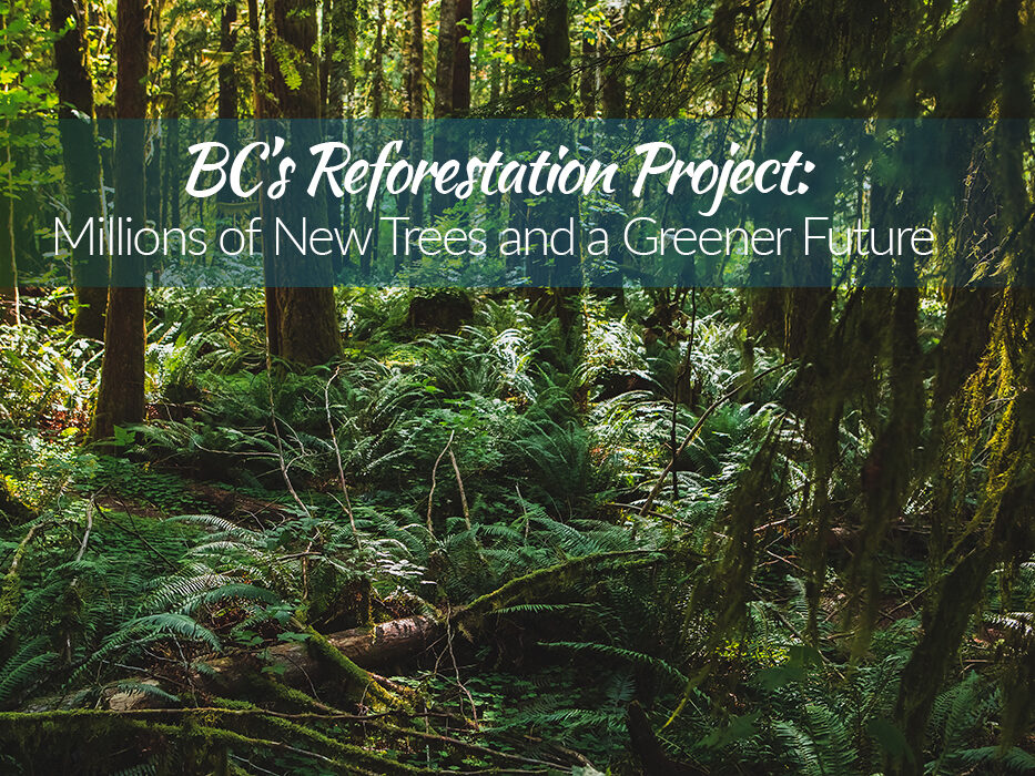 BC Reforestation Project BC Reforestation Project