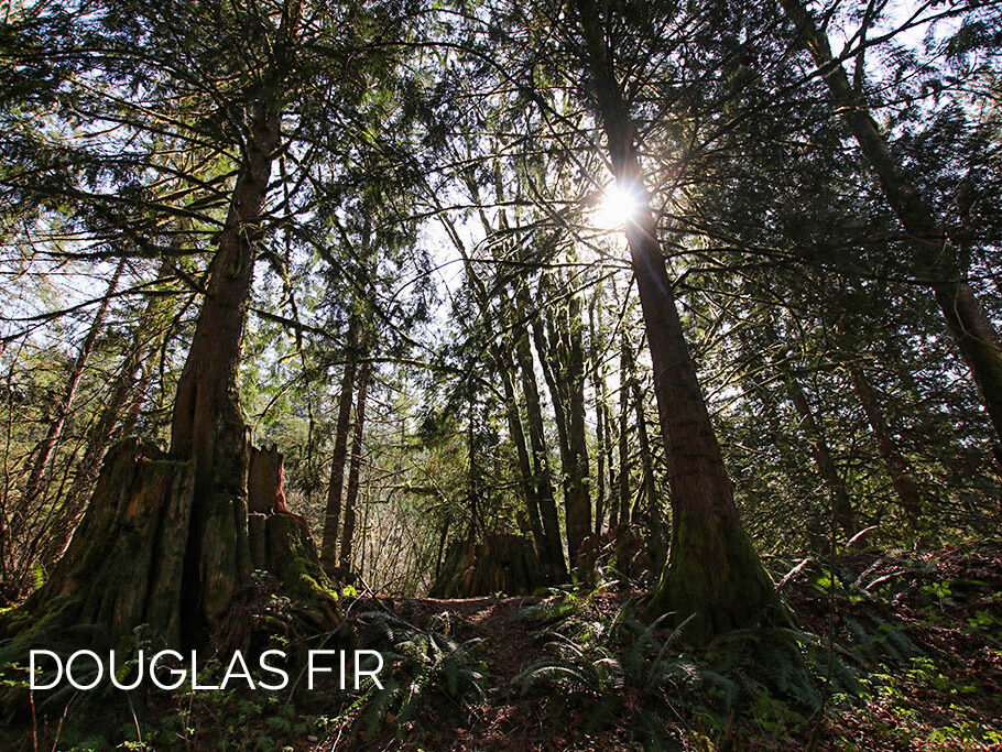 Douglas Fir