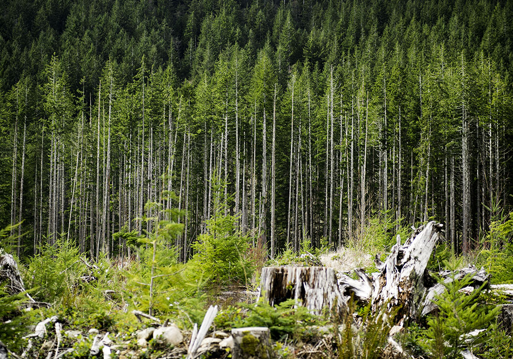 The Environmental Footprint of a Handcrafted Log Home The Environmental Footprint of a Handcrafted Log Home