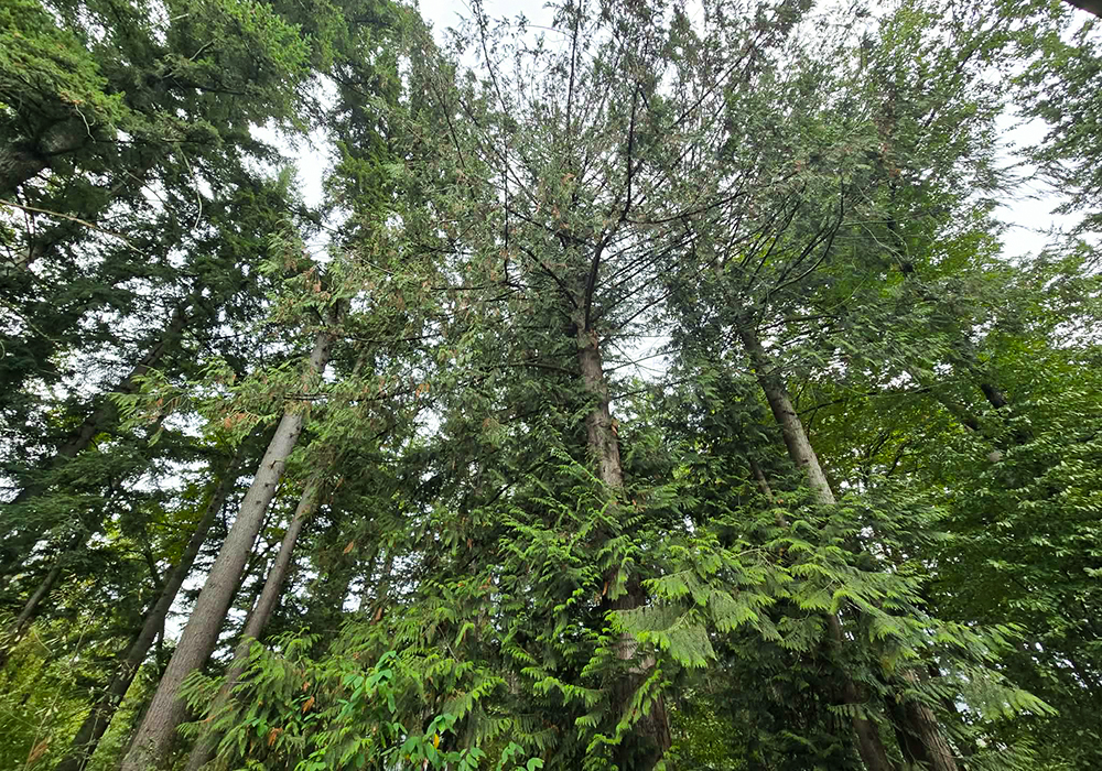 Mature Western Red Cedar Tree Mature Western Red Cedar Tree
