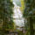 The Life Story of Western Red Cedar