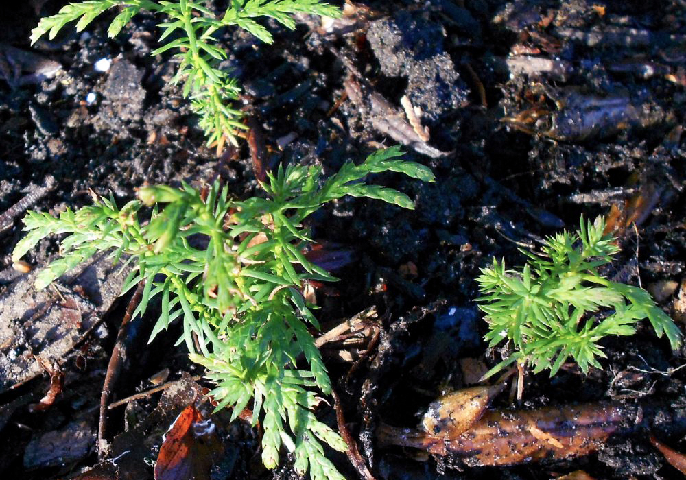 Western Red Cedar Tree Seedlings Western Red Cedar Tree Seedlings