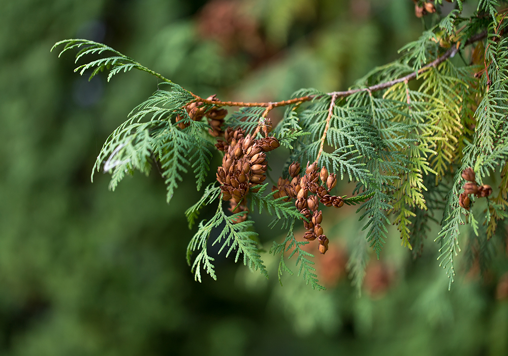 Western Red Cedar Tree Seedlings Western Red Cedar Tree Seedlings